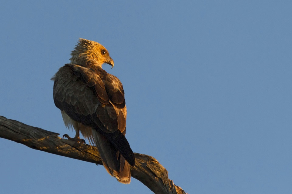 Whistling Kite (Haliastur sphenurus)